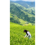 Tour Khám Phá Hoàng Su Phì – Chiêu Lầu Thi – Thảo Nguyên Suôi Thầu – Bắc Hà - 4 Ngày 3 Đêm