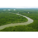 Can Gio Mangrove Forest By Luxury Speedboat (Join-in Tour/ Group Tour)