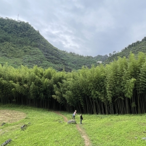 rung-truc-nia-do-ve-dep-binh-yen-giua-cao-nguyen-da-ha-giang