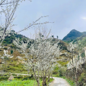 ha-giang-flower-season-best-time-to-visit-the-ha-giang-loop