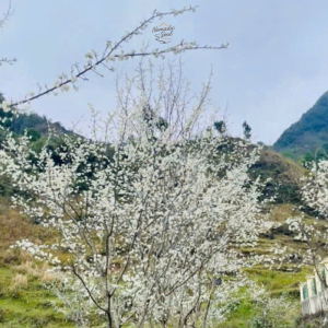 ha-giang-flower-season-best-time-to-visit-the-ha-giang-loop