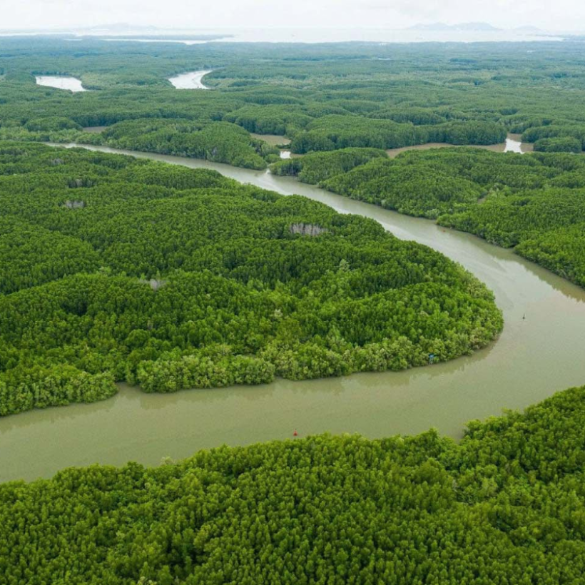 Can Gio Mangrove Forest By Luxury Speedboat (Join-in Tour/ Group Tour)