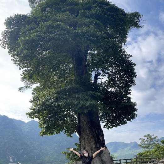 Cây Cô Đơn - The Lonely Tree